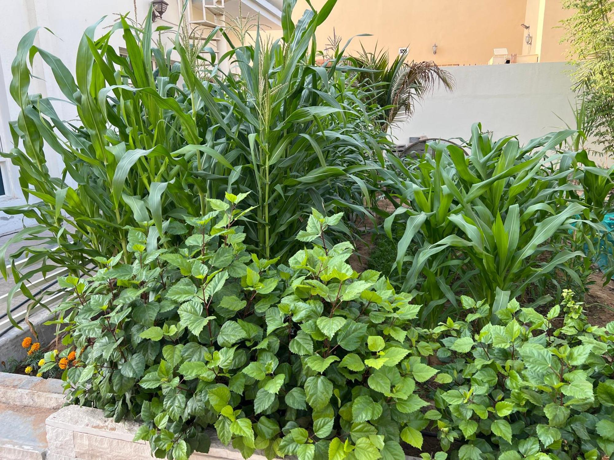 Alhosani Property Abu Dabi Dış mekan fotoğraf